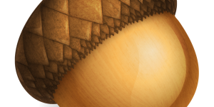 Acorn